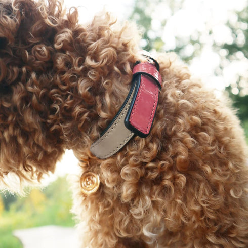 Scotch&Co Leather Pet Collars – Fiber Leather Pet Neckband with Elegant Chic Waxed Cotton Stitched Edges | Adjustable Brass Buckle | Suitable for ...