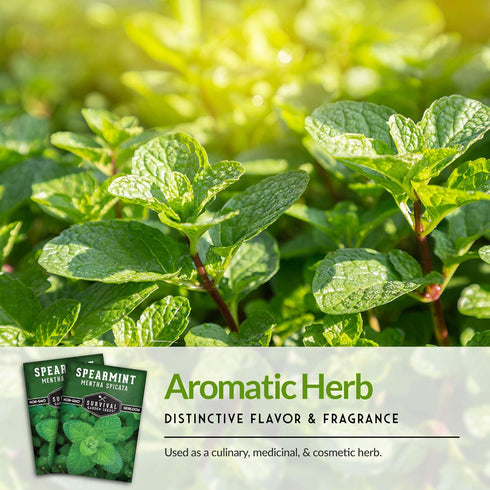 Survival Garden Seeds - Spearmint Seed for Planting - Mentha Spicata Packet with Instructions to Plant Delicious Herbs and Grow Your Home Herb Gar...