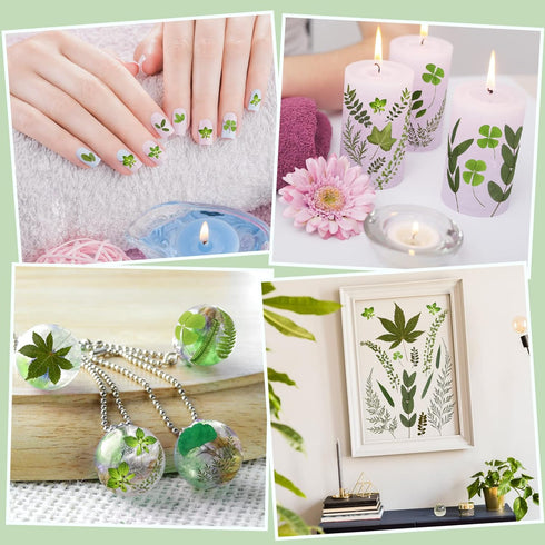 Nuanchu Pressed Flowers Bulk Dried Flower for Crafts, Dried Flower Leave Natural with Tweezer for Resin Mold Scrapbooking DIY (Greenery Style)...