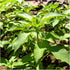 Seed Needs, Culinary Basil Herb Seed Packet Collection (8 Individual Basil Seed Varieties for Planting) Non-GMO & Untreated...