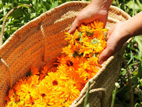 Calendula Petals – Pure Dried Marigold Flower Petals – Vegan | Gluten Free | Non-GMO | No Sugar Added - Net Weight: 0.35oz / 10g - Calendula Offic...