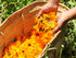 Calendula Petals – Pure Dried Marigold Flower Petals – Vegan | Gluten Free | Non-GMO | No Sugar Added - Net Weight: 0.35oz / 10g - Calendula Offic...