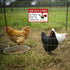 Chicken Sign, Metal Chicken Coop Tin Signs, Keep Gate Closed, Yard Sign Farm Garden Wall Decor Sign Plaque Outdoor for Home Fence 8 X 12 Inches...