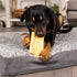 Pet Factory CareChewz Collagen 6-7" Large Wraps Dog Chew Treats - Chicken Flavor, 2 Count/1 Pack...