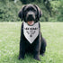 Be Kind I’m Blind Triangle Dog Bandana Funny Dog Bandana Puppy Bandana Triangle Bibs Scarf Accessories for Small Medium Dogs Pets...