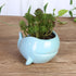 VanEnjoy 5" Ceramic Succulent Pot, Cute Ocean Blue Seashell Series, Conch Shaped Cactus Pot Planter, Flower Pot, Pottery Bonsai Pot (Whale)...