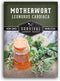 Motherwort Seed for Planting - 1 Packet with Instructions to Plant and Grow Lion's Tail Medicinal Herbs in Your Home Herb Garden - Non-GMO Heirloo...