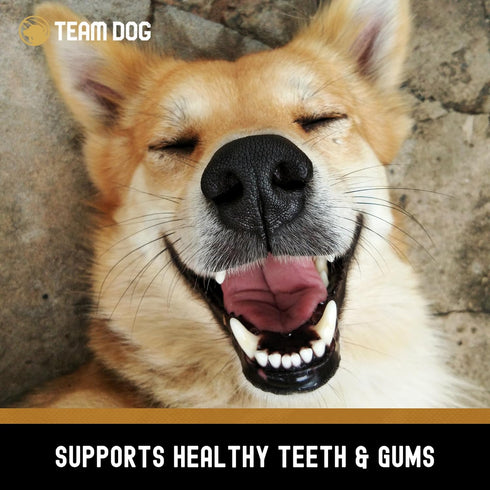 Beef Trachea Dog Chews | Single Ingredient Dog Treat | 100% Freeze Dried Beef Gullet Sticks for Dogs | Supports Healthy Teeth & Gums | All Natural...