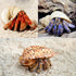 6PCS Large Hermit Crab Shells | Natural Sea Conch Size 3" - 3.5", Opening Size 1.5" - 2.5" | Turbo Seashells for Hermit Crab Supplies and Beach De...
