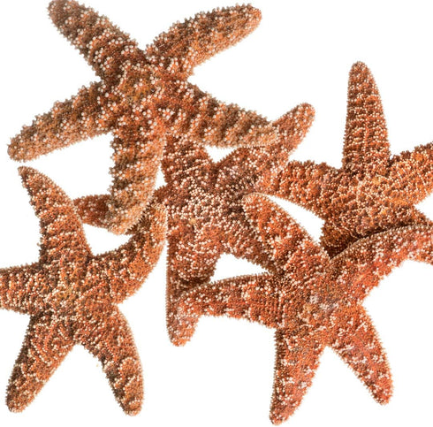 Nautical Crush Trading Real Starfish - 5 Large Brown Sugar Starfish (4-5in) - Starfish for Crafts - Star Fish Shells Decorations - Starfish Decor ...
