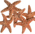 Nautical Crush Trading Real Starfish - 5 Large Brown Sugar Starfish (4-5in) - Starfish for Crafts - Star Fish Shells Decorations - Starfish Decor ...