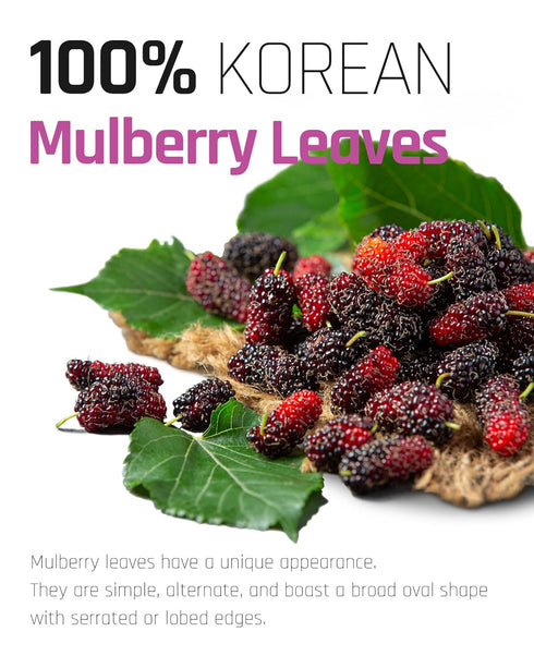 Ssanggye Wild Mulberry Leaves Tea 1.0g X 40 Tea Bags, Premium Korean Herbal Tea Hot Cold Caffeine-free Herb Savory 4 Seasons Great Daily Drink Mad...