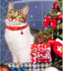 3 Pack Christmas Pet Collar, Adjustable Xmas Dog Collar with Jingle Bell, Wave Point Pattern Neck Ring | Cute Fashion Nylon Collar for Small Pet D...