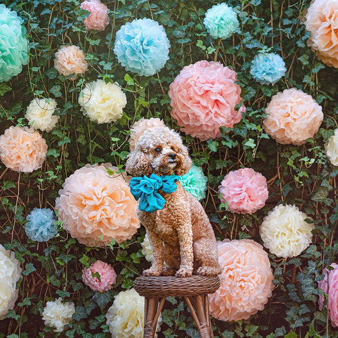 Pastel Tissue Paper Pom Poms - Hanging Paper Flowers for Rainbow Pastel Birthday Decorations, Baby Shower Decor, Easter Party Decor and Classroom ...