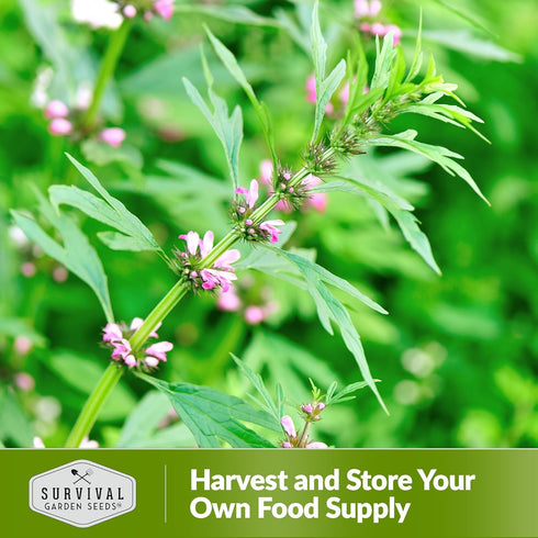 Motherwort Seed for Planting - 1 Packet with Instructions to Plant and Grow Lion's Tail Medicinal Herbs in Your Home Herb Garden - Non-GMO Heirloo...