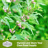 Motherwort Seed for Planting - 1 Packet with Instructions to Plant and Grow Lion's Tail Medicinal Herbs in Your Home Herb Garden - Non-GMO Heirloo...