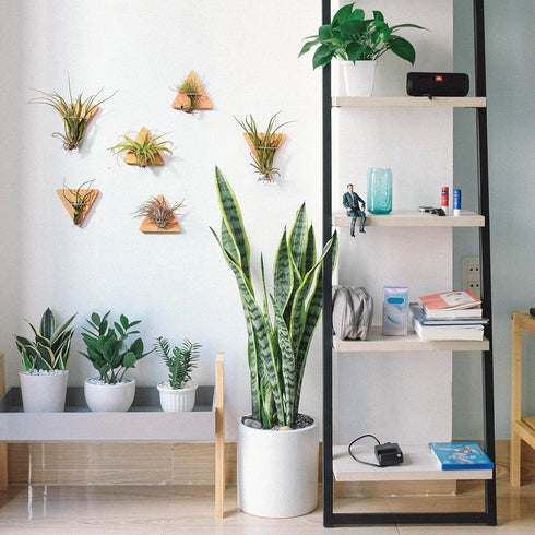 MITIME Air Plants Holders-Real Wood Live Air Plant Holders.Rustic Air Plant Stand,Wall-mounted to save space.(Plants not included)( Triangle Set o...