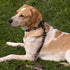 CollarDirect Aztec Dog Leash Nylon Tribal Pattern Cat Pet Leashes for Small Medium Large Dogs Puppy Lead 5 FT Long for Walking (Aztec Sunset, L, N...