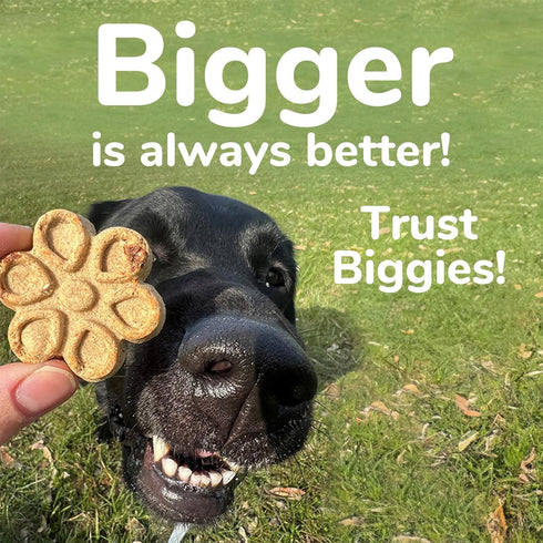Fruitables Biggies Dog Biscuits – Crunchy Dog Biscuits Made with Pumpkin – Healthy Dog Treats Packed with Real Fruit Flavor – Free of Wheat, Corn ...