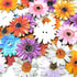 100Pcs Wood Daisy Buttons Painted Wooden Flower Buttons for Crafts Sunflower Wood Buttons 2 Holes Flatback Flower shaped Buttons...