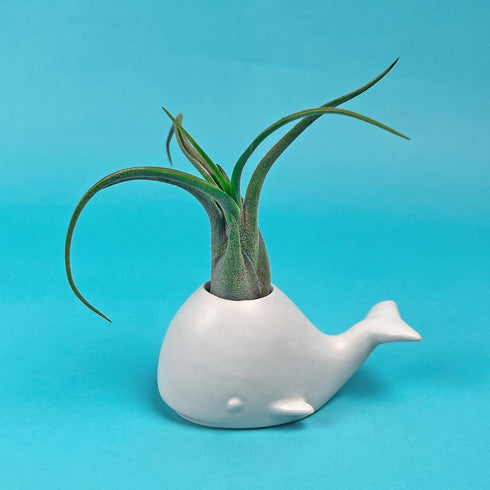 Fred 5229116 Fancy Ceramic Mini Air Plant/Succulent Holder, regular, Whale...
