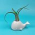 Fred 5229116 Fancy Ceramic Mini Air Plant/Succulent Holder, regular, Whale...
