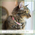 Country Brook Petz - Urban Camo Cat Collar - Camouflage Collection Featuring Rugged Designs...