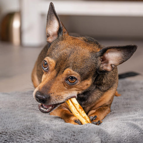 Pet Factory American Beefhide 3" Mini Rolls Dog Chew Treats - Chicken Flavor, 40 Count/1 Pack...