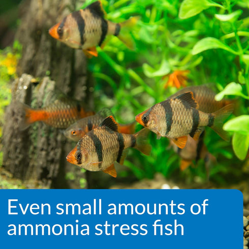 API AMMONIA 130-Test Freshwater and Saltwater Aquarium Water Test Kit...
