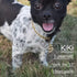 Gold Dog Collar 14mm/20mm Cat Puppy Chain Zircon Cuban Link Chain Handmade Iced out Diamond Exaggerated Dollar Pendant Full Cz Prong Set Pet Jewel...