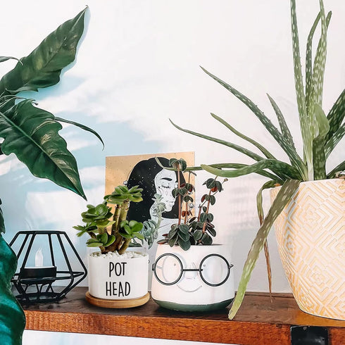 Pot Had Funny White Mini 3.5 inch Ceramic Flower Planter Pot with Drainage and Bamboo Tray, Cactus Pot, Mini Succulent Pots, Housewarming Gift for...