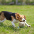Nocciola Wobble Giggle Ball for Dogs, Interactive Dog Toys for Boredom, Squeaky Ball Dog Toys to Keep Them Busy, Pet Toys for Small Medium Large D...