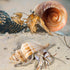 Hermit Crab Shells Turbo Shells 12+pcs Assorted Turbo Shells Handpicked Hermit Crab House…...