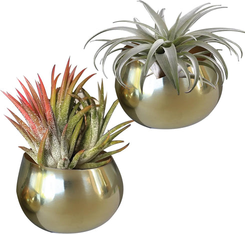 Birchwood & Moss Air Plant Pots Set of 2 - Mini 3in Gold Planter Pots for Indoor Plants, Brass Plant Holder Succulent Cactus Pot Air Plants Frame ...