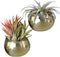 Birchwood & Moss Air Plant Pots Set of 2 - Mini 3in Gold Planter Pots for Indoor Plants, Brass Plant Holder Succulent Cactus Pot Air Plants Frame ...