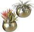 Birchwood & Moss Air Plant Pots Set of 2 - Mini 3in Gold Planter Pots for Indoor Plants, Brass Plant Holder Succulent Cactus Pot Air Plants Frame ...