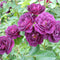 Purple Climbing Rose Seeds Attracts Birds Fragrant Deer Resistant Ornamental Fences Arbors Wall Outdoor 100Pcs Flower Seeds by YEGAOL Garden...