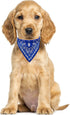 Crystal Studded Blue Bandana Pet Accessory - Hypoallergenic Polyester for Male and Female Dogs - Small Size Fits Chihuahua, Yorkie, Mini Breeds - ...