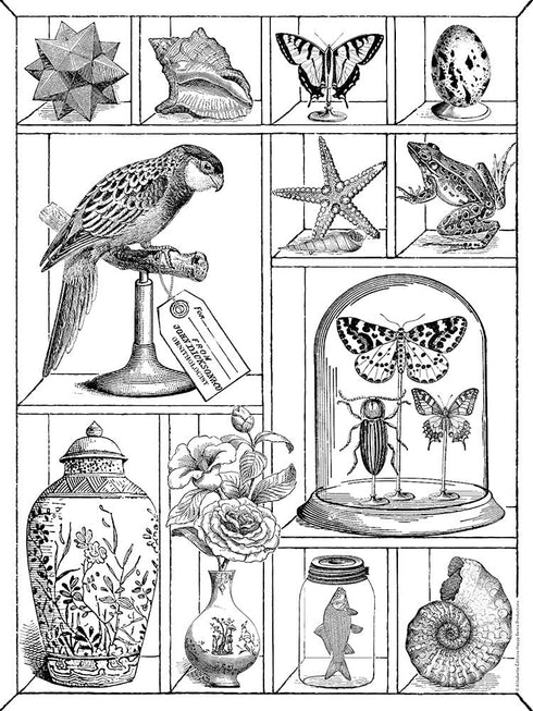 Alibabette Editions Engravings to Colour Curiosites 15.75 by 11.8" 300g Watercolor Paper + 100g Drawing Paper (COL4011)...