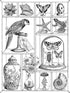 Alibabette Editions Engravings to Colour Curiosites 15.75 by 11.8" 300g Watercolor Paper + 100g Drawing Paper (COL4011)...