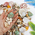 WFPLUS 200+pcs Sea Shells Mixed Ocean Beach Seashells, Various Sizes Natural Seashells Starfish for Fish Tank, Home Decorations, Beach Theme Party...