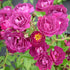 Purple Climbing Rose Seeds Attracts Birds Fragrant Deer Resistant Ornamental Fences Arbors Wall Outdoor 100Pcs Flower Seeds by YEGAOL Garden...