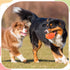 4 Pcs 4.5'' Spiky Squeaker Football Dog Toy for Medium Large Dogs Spiky Dog Balls Puppy Chew Toys for Aggressive Chewers Spiky Ball Dog Toy Fetch ...