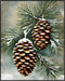 Posterizer 1 pcs-pinecones in snowey winter nature 8-Holiday Poster Collection-Landscape & Nature Art-Living Room Bedroom Decor- unframed wall art...