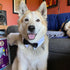 Bow Tie for Dogs, KOOLMOX Dog Bow Tie, Handcrafted Black Dog Bowtie with 21'' Adjustable Dog Collar Tux White Dog Collar for Large Dogs Wedding At...