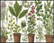 Posterizer 1 pcs- Beautiful plants on small brown pots-Floral Botanical Art- Gift for Men Women Entrepreneur Teens-decor for Bedroom, Office, Livi...