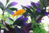 AQUA KT Aquarium Landscape Simulation Artificial Plant Purple, Plastic Plant for Fish Tank Decoration, Aquatic Water Plant, Fish Bowl Ornament...