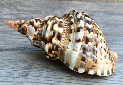 Conch Shell Decor - Seashell Decor - 7-8" Large Triton Sea Shell - Shells for Decoration - Large Seashells for Crafts - Magic Conch Shell Room Déc...
