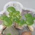 Framendino, 54 Pack Floating Aquarium Plants Artificial Plastic Fake Duckweed Simulation Floating Plants (3 Size)...