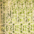 KASZOO 84Ft 12 Pack Artificial Ivy Garland Fake Plants, Vine Hanging Garland with CE Certified 80 LED String Light, Hanging for Home Bedroom Garde...